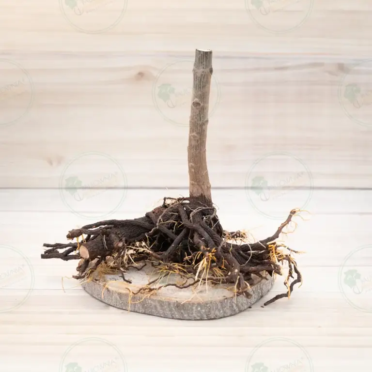Paulownia Pao Tong Z07 – Stump XL