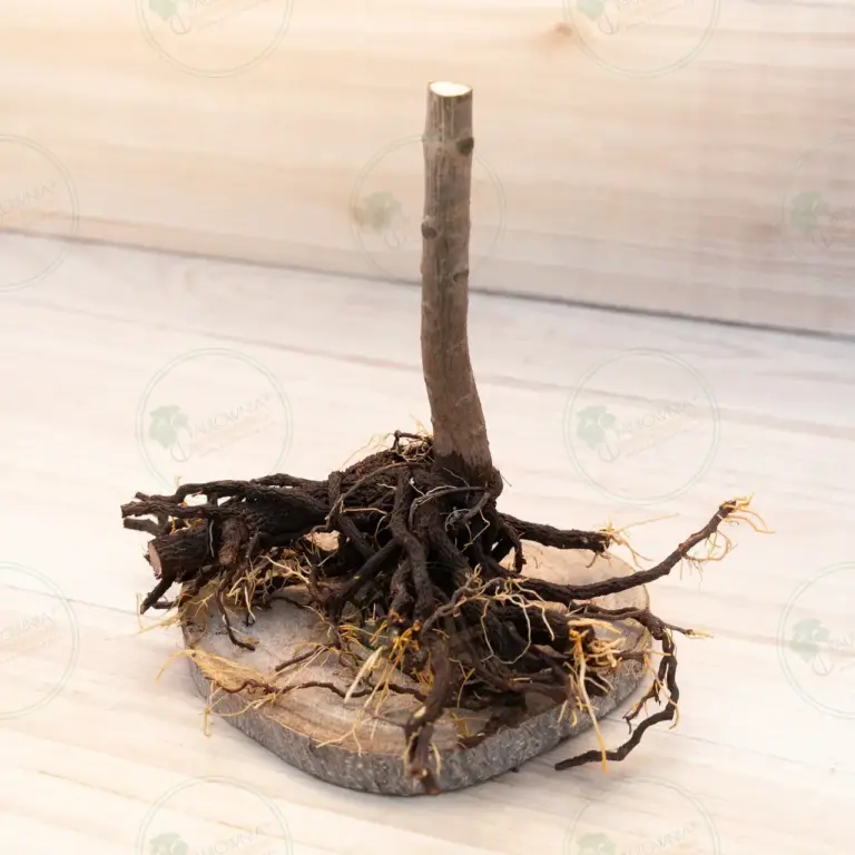 Paulownia Pao Tong Z07 – Stump XL