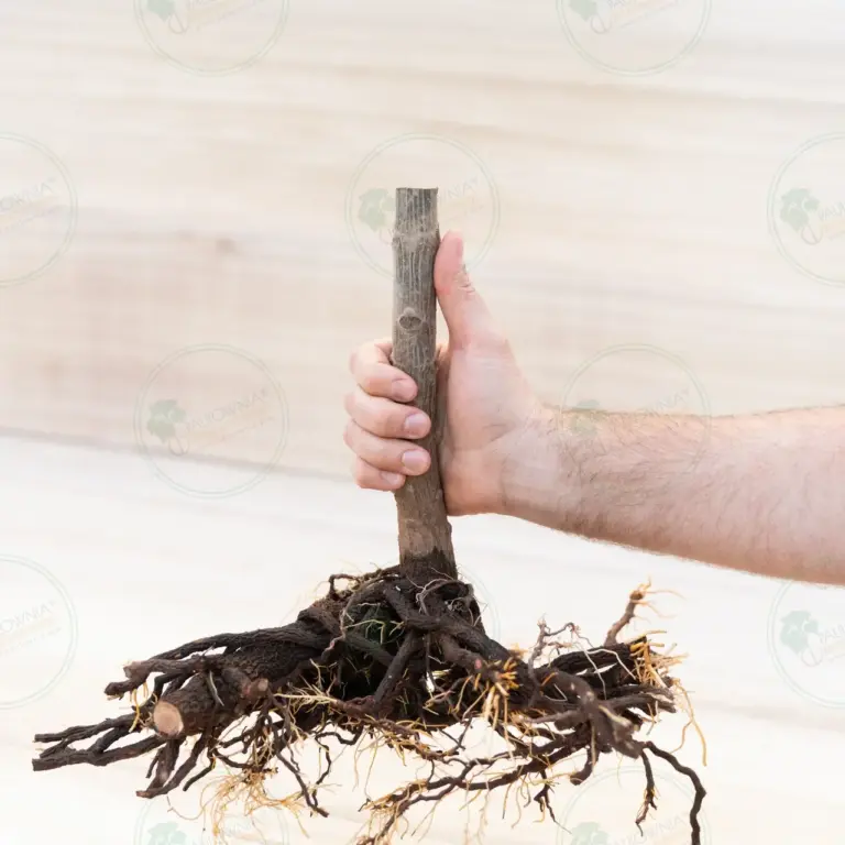 Paulownia Pao Tong Z07 – Stump XL