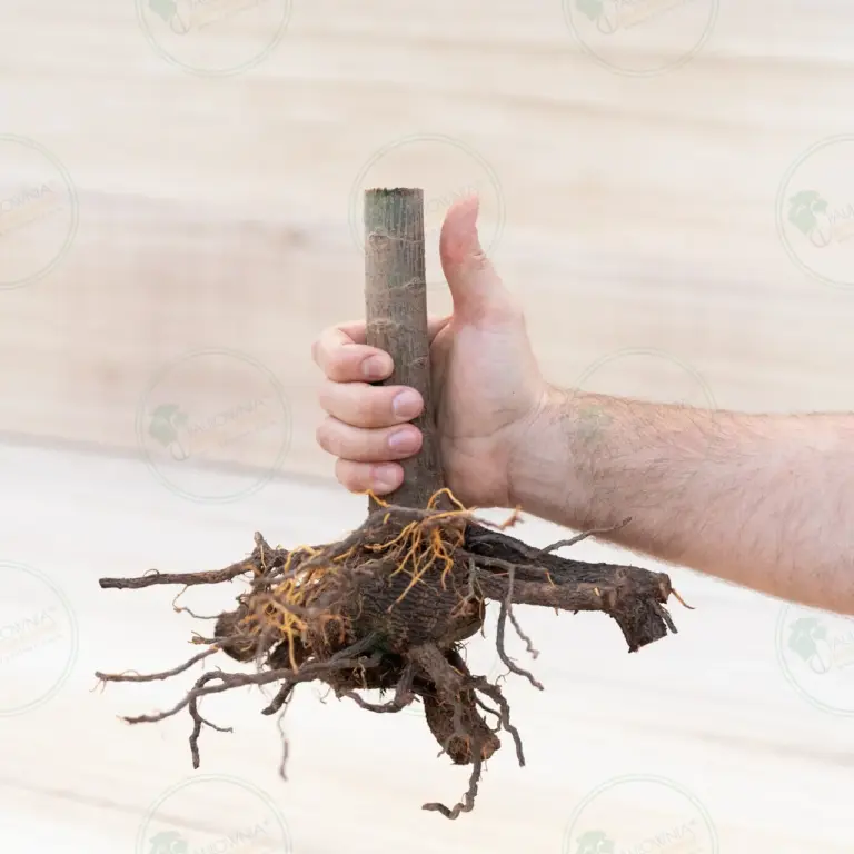 Paulownia Pao Tong Z07 – Stump XL