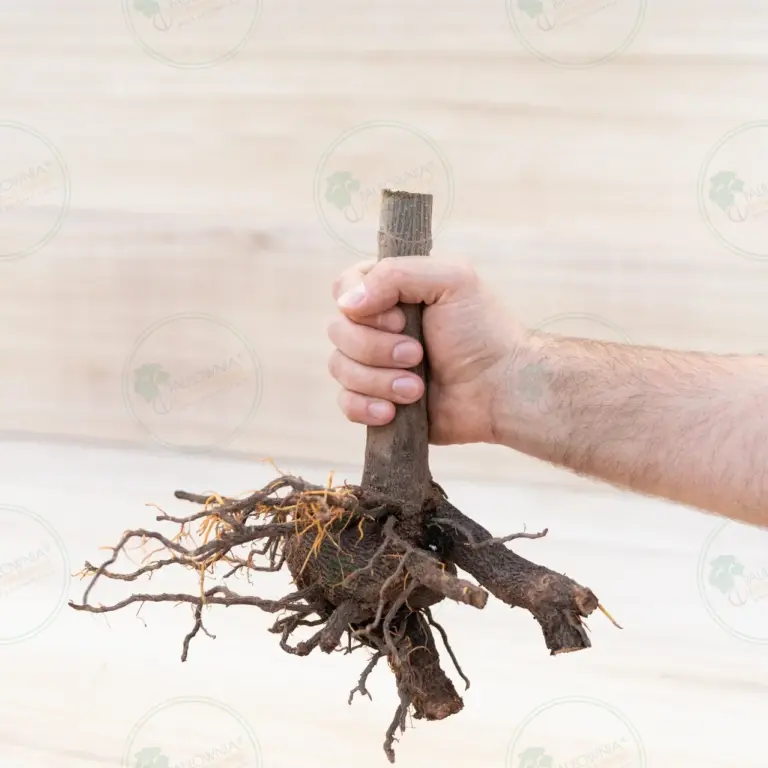 Paulownia Pao Tong Z07 – Stump XL