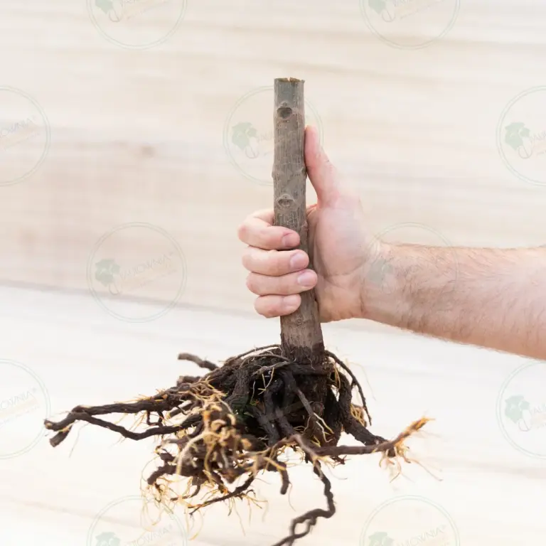 Paulownia Pao Tong Z07 – Stump XL