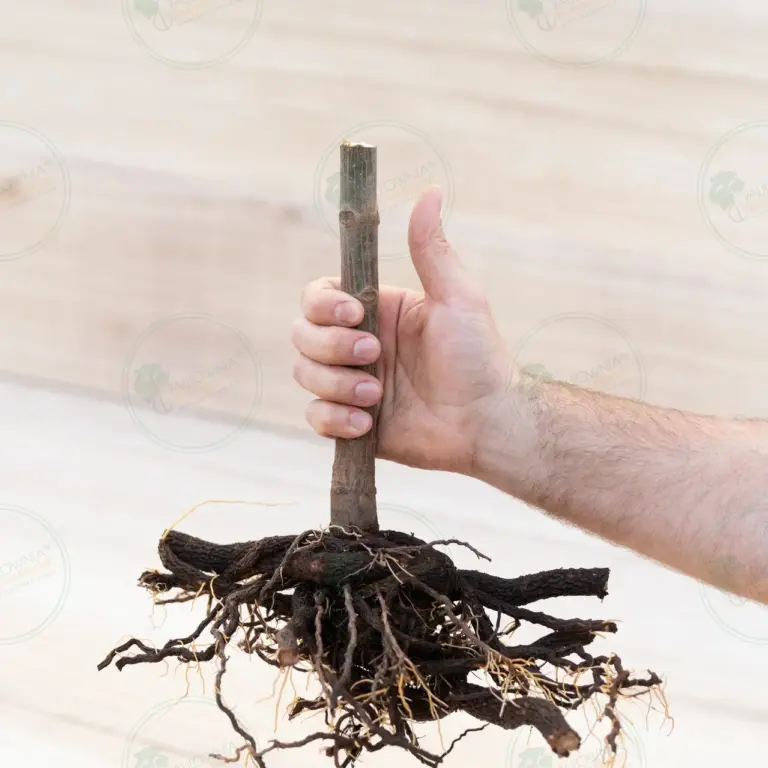 Paulownia Pao Tong Z07 – Stump XL