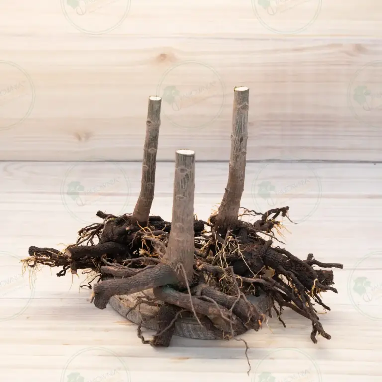 Paulownia Pao Tong Z07 – Stump XL