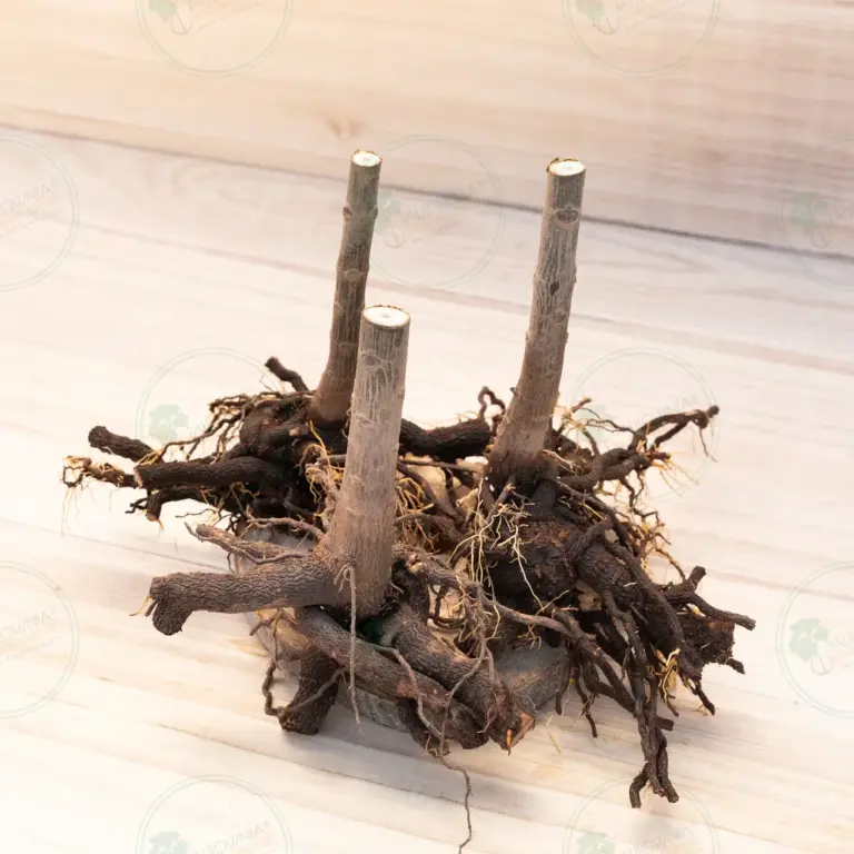 Paulownia Pao Tong Z07 – Stump XL