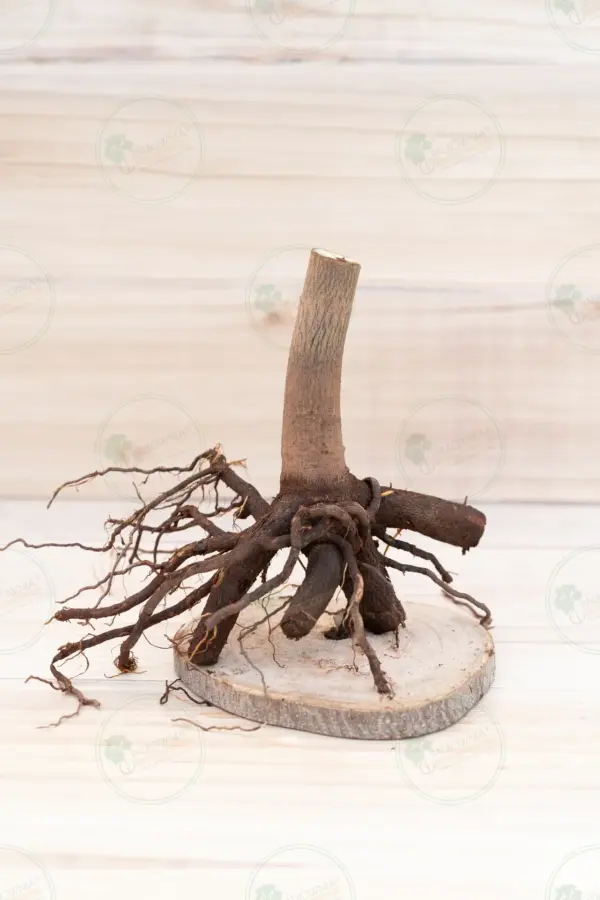 Paulownia Catalpifolia – Stump XXL