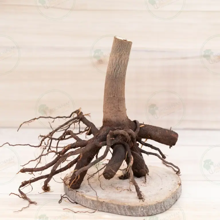 Paulownia Pao Tong Z07 – Stump XXL