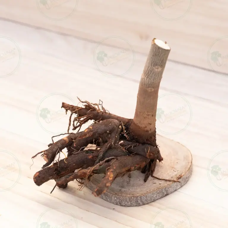 Paulownia Pao Tong Z07 – Stump XXL