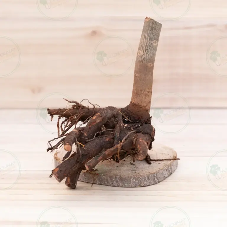 Paulownia Pao Tong Z07 – Stump XXL