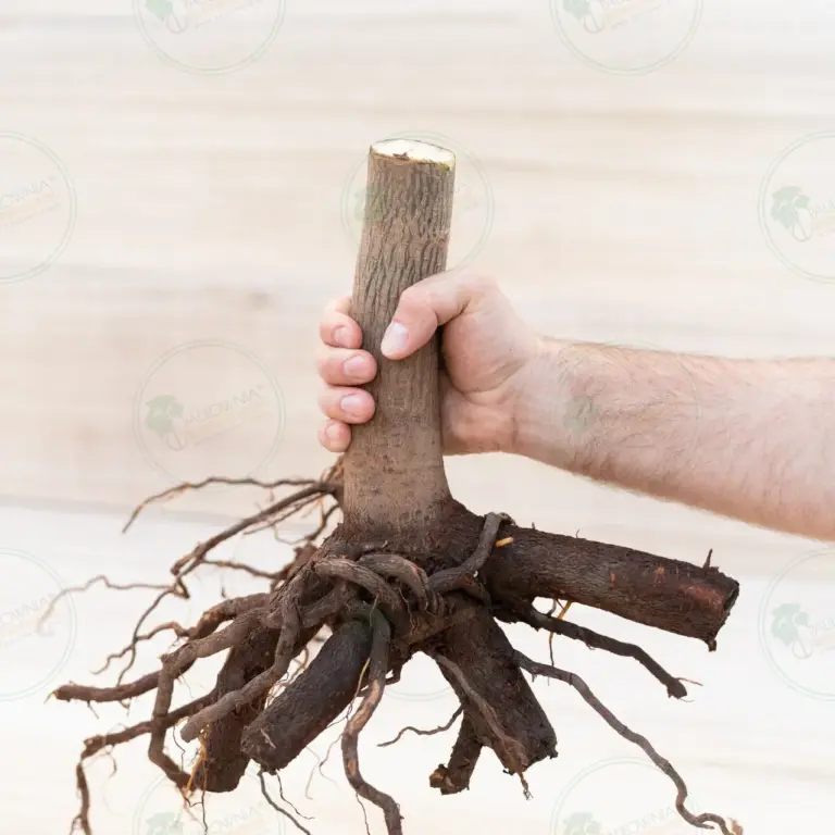 Paulownia Pao Tong Z07 – Stump XXL