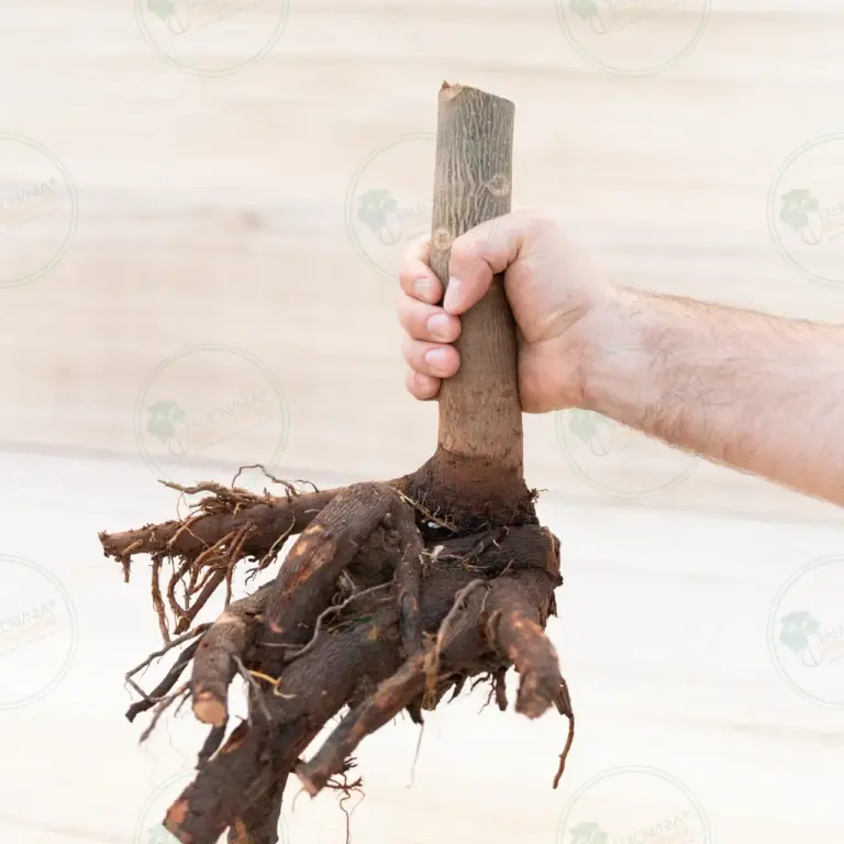 Paulownia Pao Tong Z07 – Stump XXL